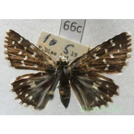Pyrgus malvae (Linnaeus, 1758) Slovakia66c